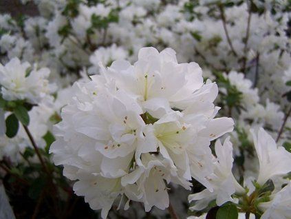 127732 japonska azalka dorota 38