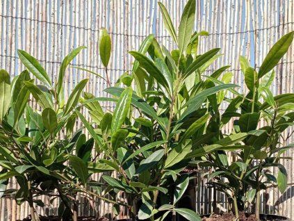 Cesmína paraguayská 'Garden 2 Cup'  Ilexparaguariensis 'Garden 2 Cup'