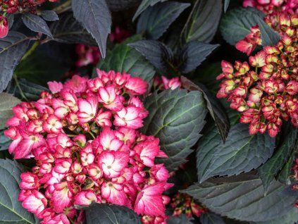 Hortenzie velkolistá 'Eclips' PBR First Editions®  Hydrangea macrophylla 'Eclips' PBR First Editions®
