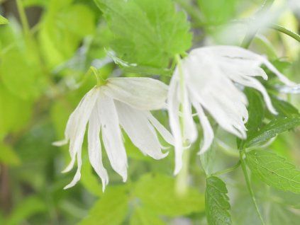 Plamének 'Luminous Snow'  Clematis 'Luminous Snow'