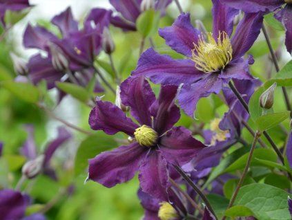Plamének 'Once More'  Clematis 'Once More'