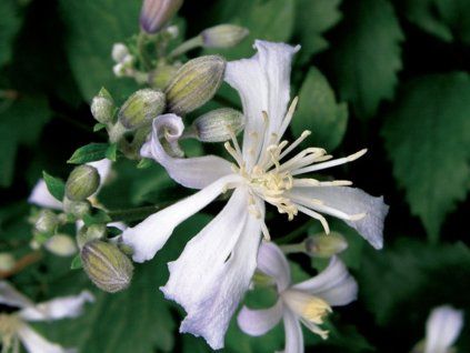 Plamének 'Praecox'  Clematis 'Praecox'