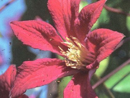 Plamének 'Scarlet Windmilll'  Clematis 'Scarlet Windmilll'