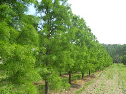 Tisovec dvouřadý 'Nutans'  Taxodium distichum 'Nutans'