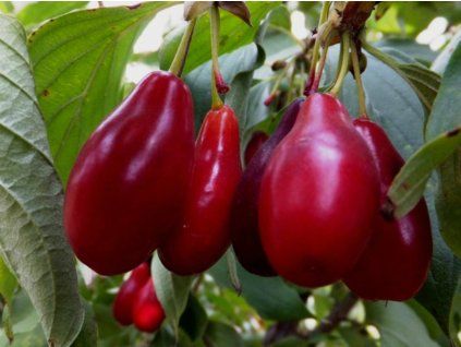Dřín velkoplodý 'Priorski' - kontejner  Cornus mas 'Priorski'