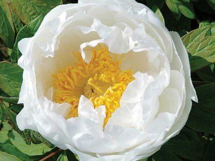 Pivoňka dřevitá 'Godaishu'  Paeonia suffruticosa 'Godaishu'