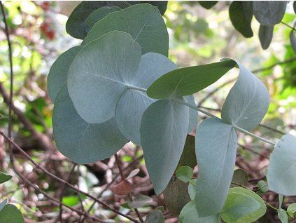 Blahovičník cinerea  Eucalyptus cinerea