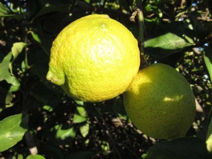 Citroník 'Sicily'  Citrus limon 'Sicily'