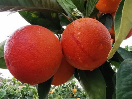 Pomerančovník 'Moro'  Citrus sinensis 'Moro'