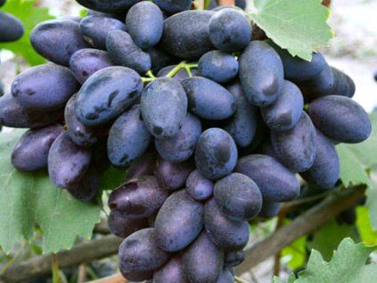 Réva vinná 'Alvika'  Vitis vinifera 'Alvika'