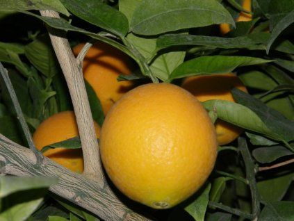 Pomerančovník 'Prostějovský'  Citrus sinensis 'Prostějovský'