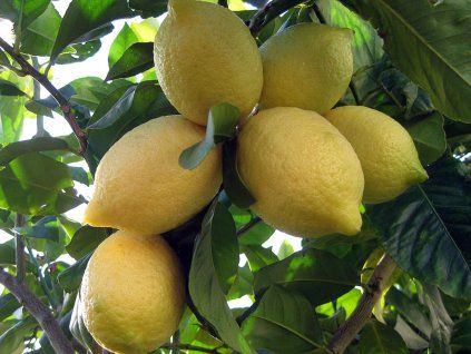 Citroník 'Lisbon'  Citrus 'Lisbon'