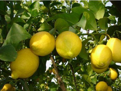 Citroník 'Siracusano'  Citruslimon 'Siracusano'