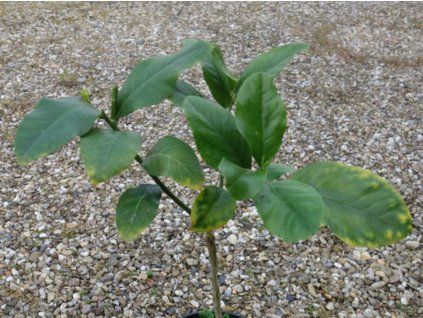 Citroník 'Durko'  Citrus 'Durko'
