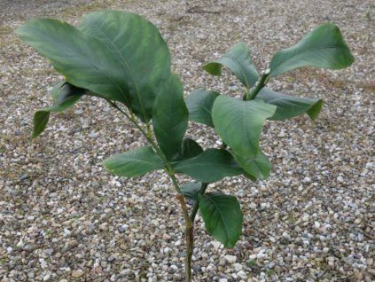 Citroník 'Ghana'  Citrus 'Ghana'