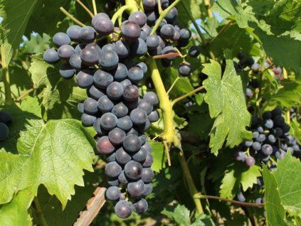 Réva vinná 'Muscat Blue'  Vitis vinifera 'Muscat Blue'