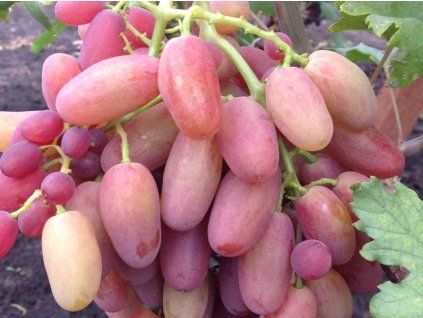 Réva vinná 'Senzacia'  Vitis vinifera 'Senzacia'