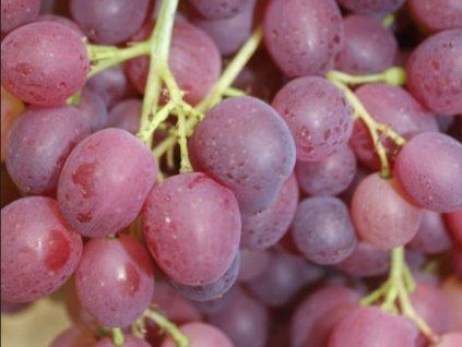 Réva vinná 'Kišmiš Džin'  Vitis vinifera 'Kišmiš Džin'