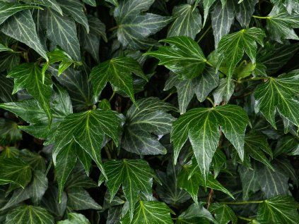Břečťan popínavý 'Green Ripple'  Hedera helix 'Green Ripple'