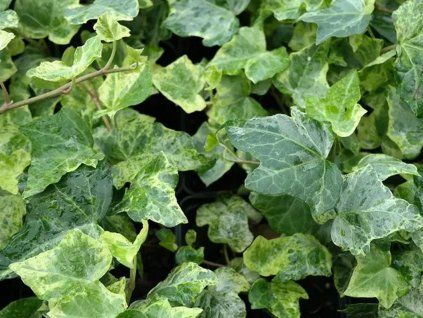 Břečťan popínavý 'Marmorata'  Hedera helix 'Marmorata'