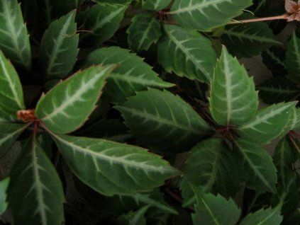 Přísavník Henryův  Parthenocissus quinquefolia 'Henryana'