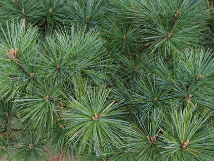 Borovice vejmutovka 'Compacta'  Pinus strobus 'Compacta'