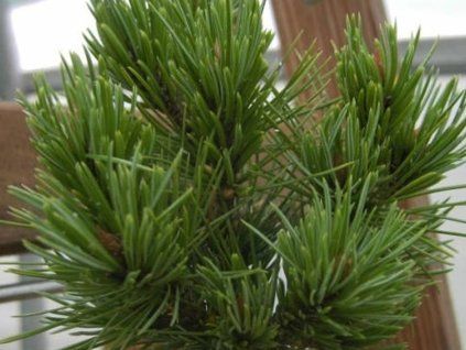 Borovice osinatá 'Jeddeloh'  Pinus aristata 'Jeddeloh'
