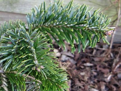 Jedle bělokorá 'Argay'  Abies alba 'Argay'