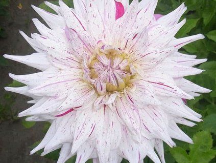 Jiřina 'Mick's Peppermint'  Dahlia 'Mick's Peppermint'