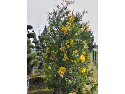Pazerav sbíhavý 'Aureovariegata'  Calocedrus decurrens 'Aureovariegata'