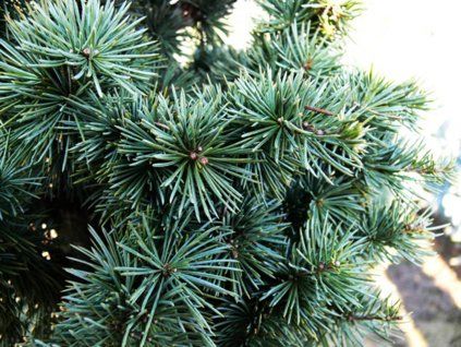 Cedr atlantský 'Fastigiata Glauca'  Cedrus atlantica 'Fastigiata Glauca'