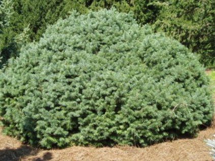 green globe