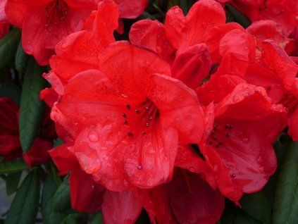Rododendron 'Elizabeth'  Rhododendron 'Elizabeth'