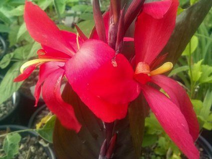 Kana 'Red Futurity'  Canna 'Red Futurity'