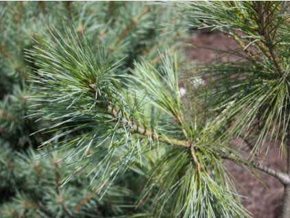 Borovice himalájská 'Nana'  Pinus wallichiana 'Nana'