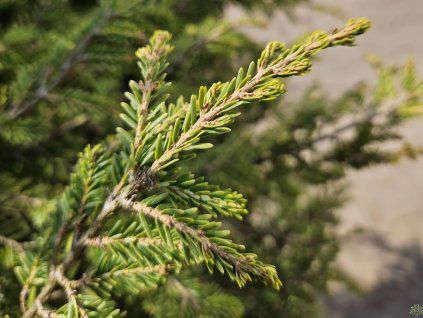 Jedlovec kanadský 'Gable'  Tsuga canadensis 'Gable'