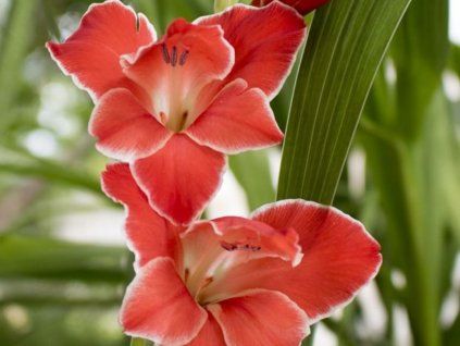 Mečík drobnokvětý 'Atom'  Gladiolus nanus 'Atom'