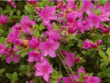 Japonská azalka 'Amoena'  Rhododendron obtusum 'Amoena'