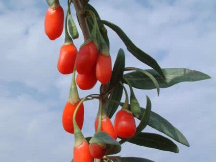 Kustovnice čínská 'Goji'  Lycium chinensis 'Goji'