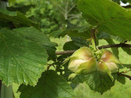 Líska keřová 'Gunslebert'  Corylus avellana 'Gunslebert'