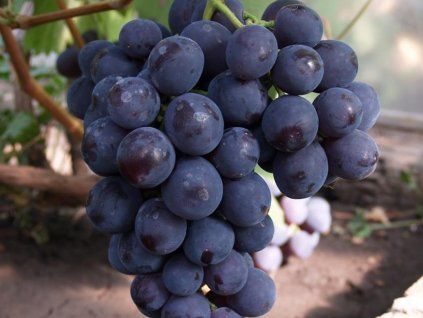 Réva vinná 'Rošfor'  Vitis vinifera 'Rošfor'