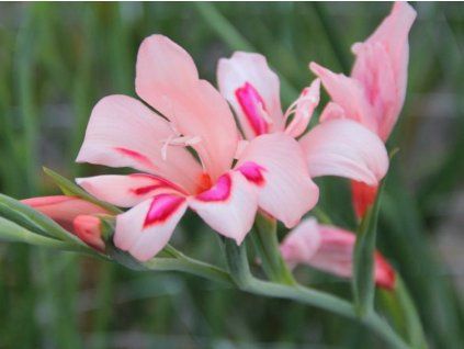 Mečík drobnokvětý 'Impressive'  Gladiolus nanus 'Impressive'
