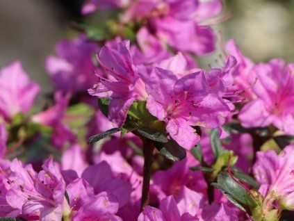 Japonská azalka 'Lady Dark'  Rhododendron obtusum 'Lady Dark'
