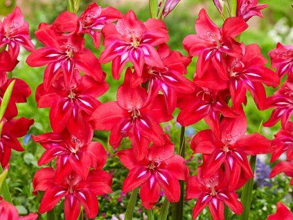 Mečík drobnokvětý 'Robinetta'  Gladiolus nanus 'Robinetta'