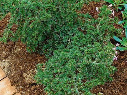Cedr libanonský 'Compact Gem'  Cedrus libani 'Compact Gem'