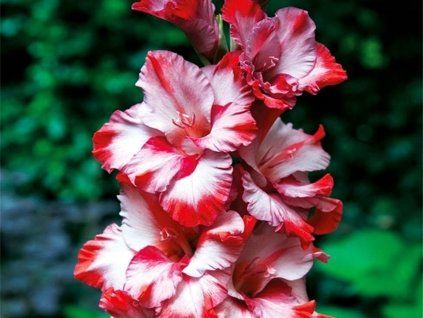 Mečík 'Ted's Trump'  Gladiolus'Ted's Trump'