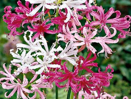 Nerine Bowdenova - mix  Nerine Bowdenii - mix