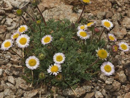 Turan vagus - Erigeron vagus  Erigeron vagus