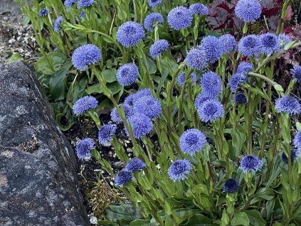 Koulenka valencijská - Globularia valentina  Globularia valentina