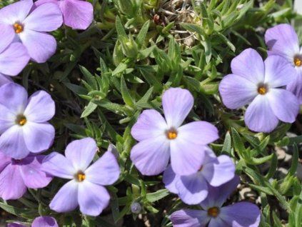 Plaménka kelseyi - Phlox kelseyi  Phlox kelseyi